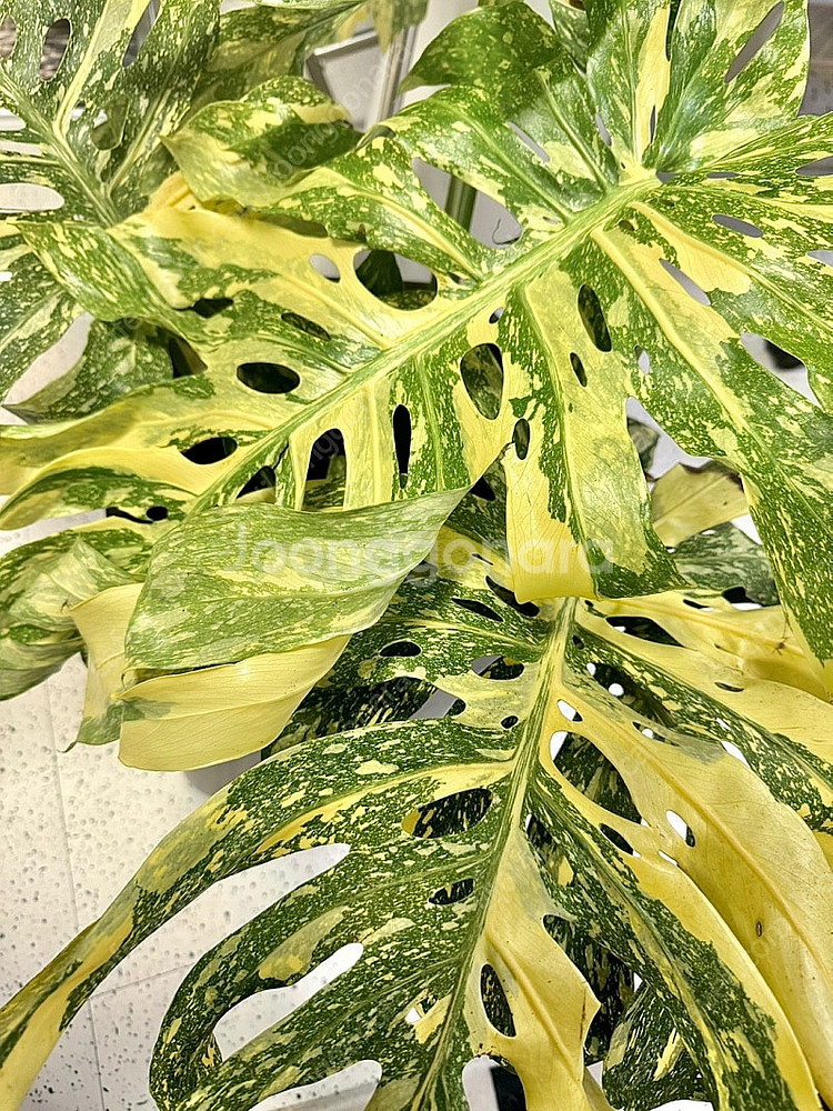 몬스테라 크림브륄레 성묘--3