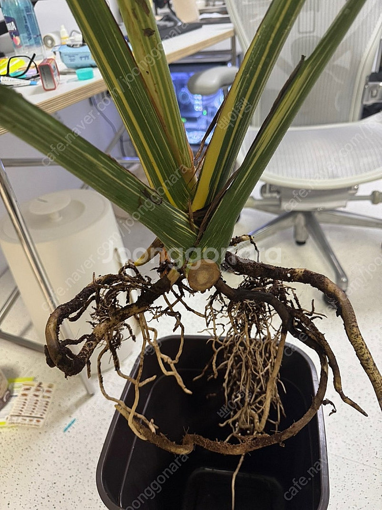 몬스테라 크림브륄레 성묘--4