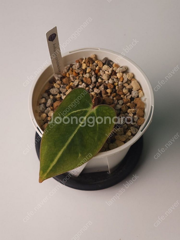 안스리움 칼라블랙키--0