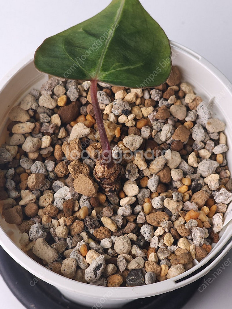 안스리움 칼라블랙키--1