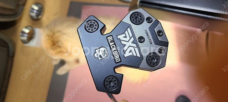 pxg 배틀레디. 블랙버드 왼손퍼터 새상품--1