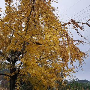 자연산 꽃송이버섯 건재,쪄서 건조한 개다래(충영),추자(가래나무열매),은행열매