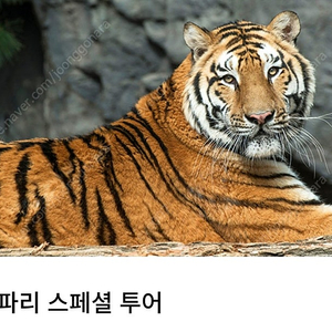 에버랜드 사파리 스페셜 투어 12월1일 양도합니다