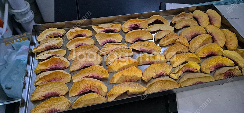 동결건조기 (5~7kg/batch)--1