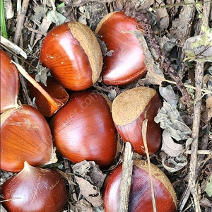 햇밤 토종산밤