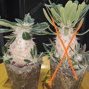 pachypodium fiherense 가격인하