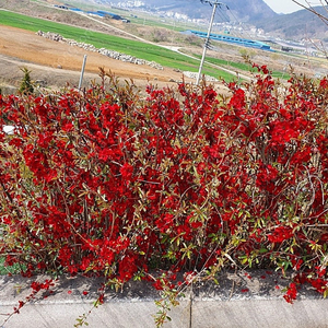 명자나무(산당화) 판매