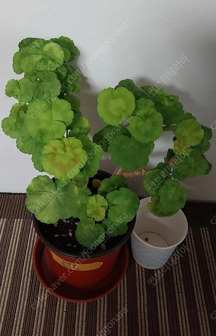 제라늄 분양합니다(대품)--1