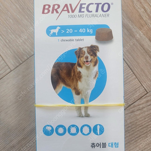 브라백토