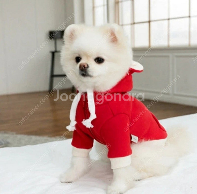 스트롤 테디 후드집업 레드 m 강아지옷--0