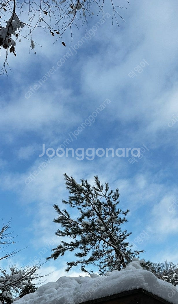 무주리조트 1월 19-21 2박 골드나 로얄 구합니다.--0