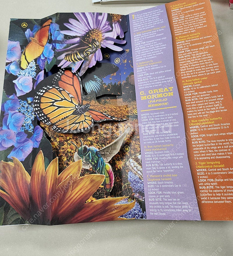 Bug World 3D Pop-Up Book 팝업북--1