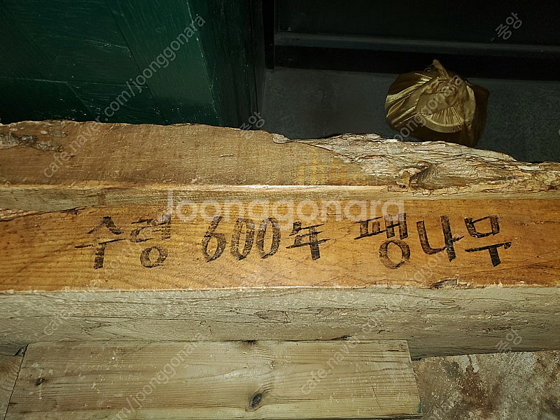 괴목 600년생 팽나무 탁자--1