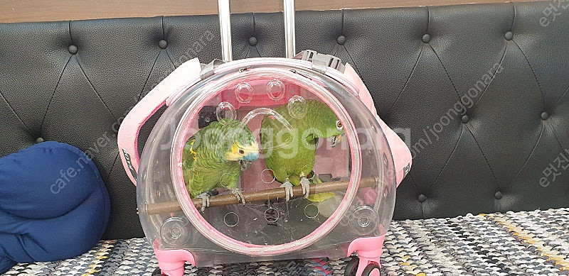 반려동물투명캐리어(앵무새용가능)--3