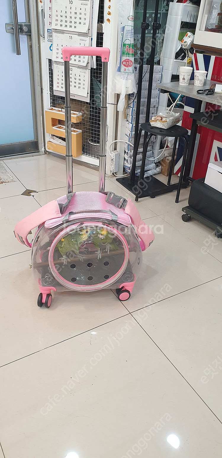 반려동물투명캐리어(앵무새용가능)--4