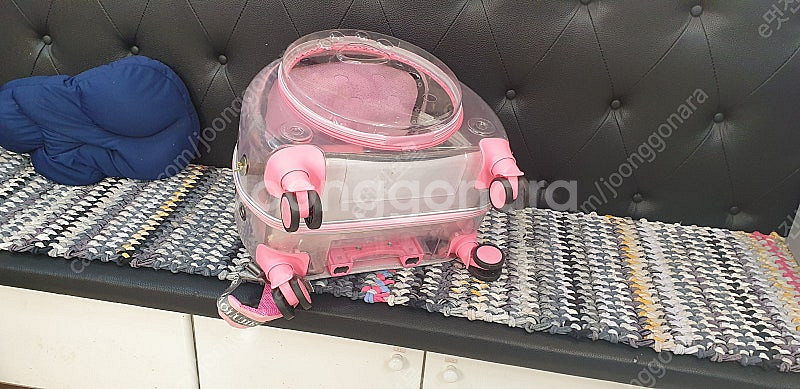 반려동물투명캐리어(앵무새용가능)--6