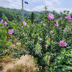 정원수 싸게 팝니다.