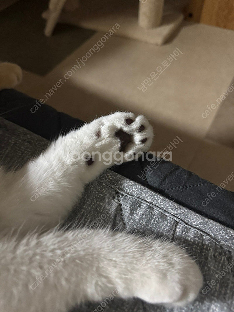대구 아이폰15프로256 갤럭시교환원해요--0