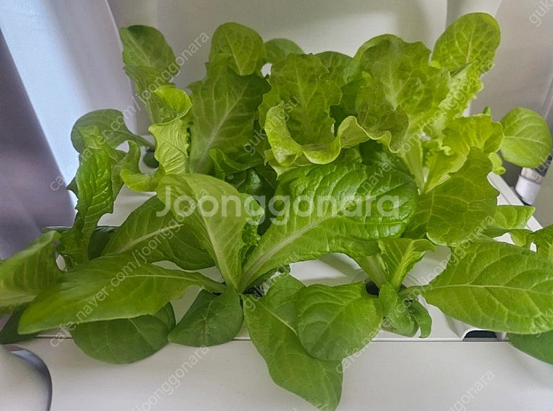 식물 수경 재배기(+씨앗+그로단) 판매합니다(네고 가능)--0