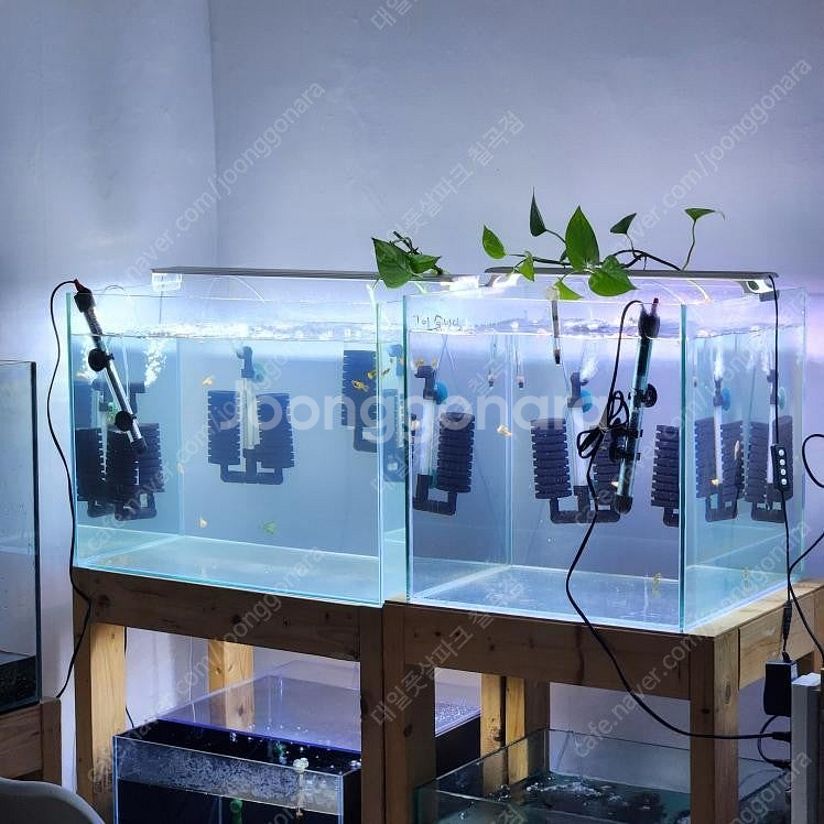 구피물방(16평)--3