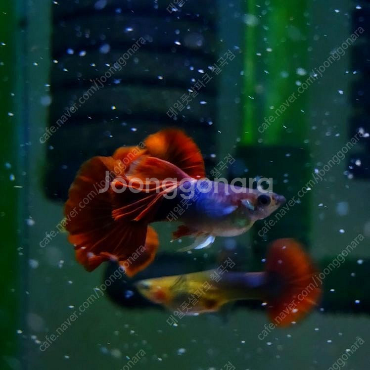 구피물방(16평)--4