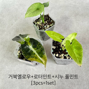 알로카시아 유묘 set (3pcs=1set)