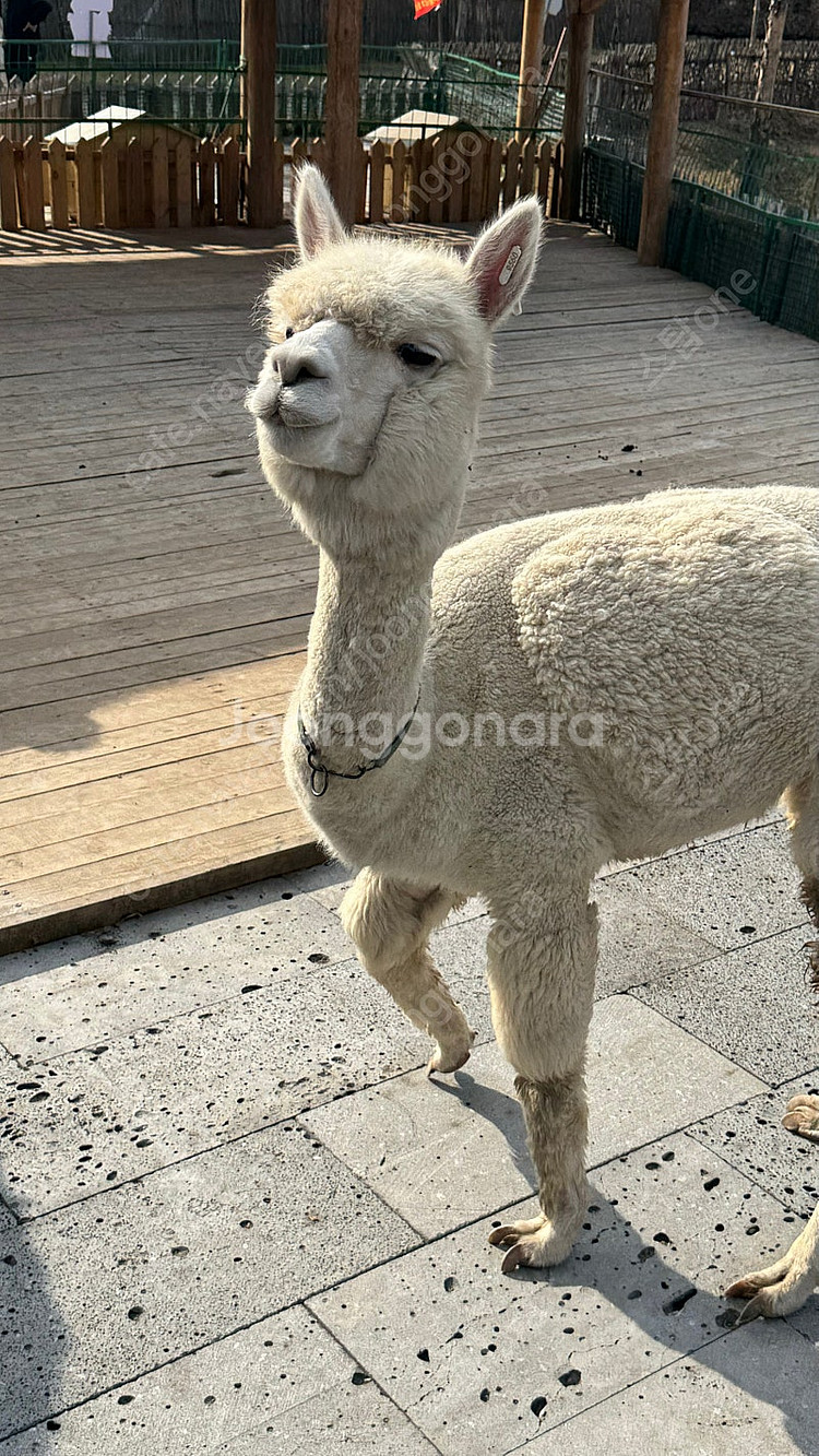 넥슨캐시 45000원 40000원에 판매합니다--0