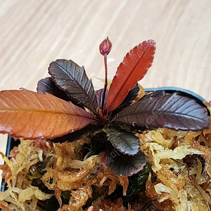 블랙세라타 Sauvagesia serrata black (안스리움X)