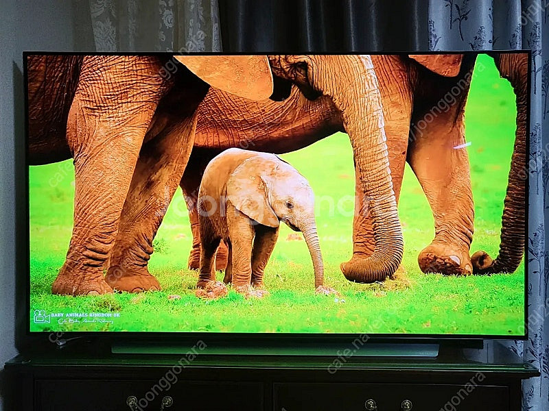 LG 올레드 65인치 TV 65C1QNB--2