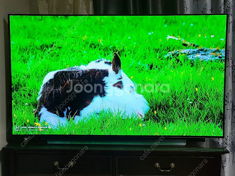 LG 올레드 65인치 TV 65C1QNB--3
