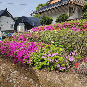 고목 연산홍 싸게 판매합니다.