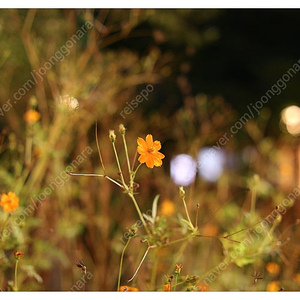 니콘 50mm 1.8s 렌즈 팝니다 1회 사용 신동품