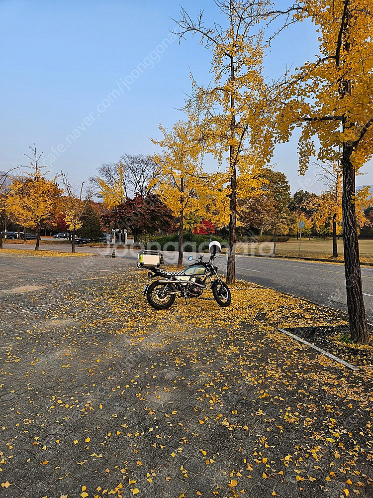 부케너125--2