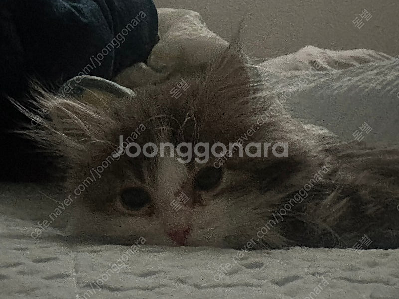 슬더스(슬레이더스파이어)보드게임 삽니다--0