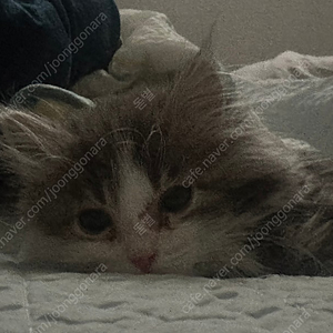 슬더스(슬레이더스파이어)보드게임 삽니다