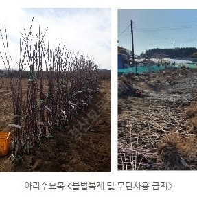 아리수 묘목 판매합니다 / 아리수나무 / 아리수사과나무 / 아리수묘목 / 아리수사과묘목