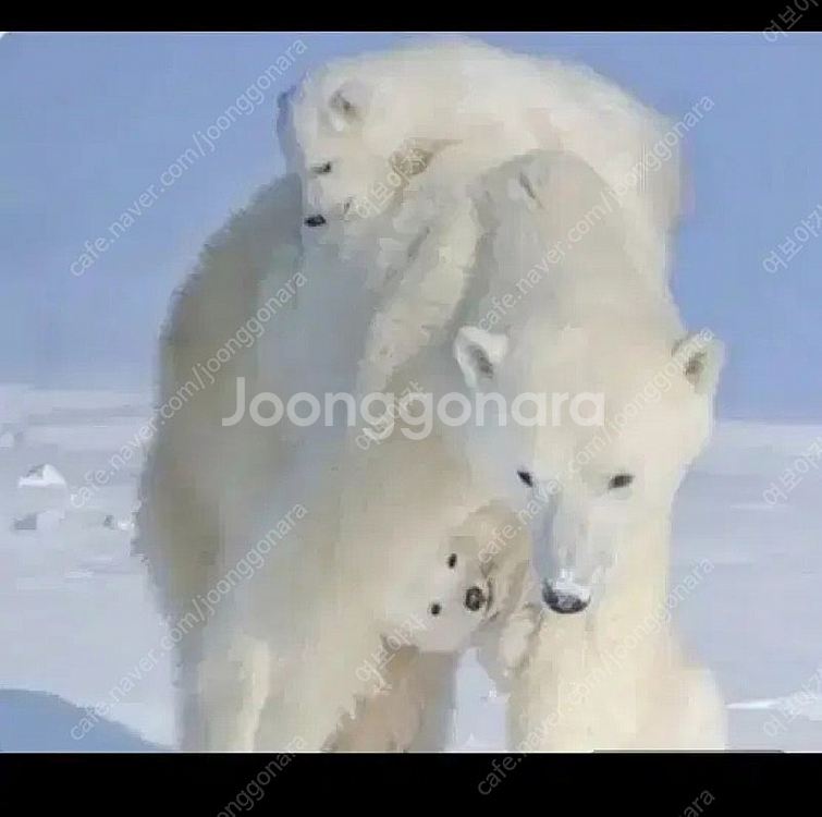 펨코 잉여력 팝니다--0