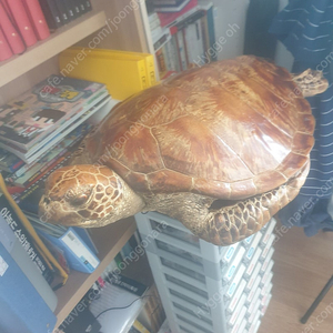 푸른바다거북 박제품