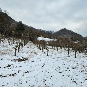 [괴산군] 대추나무 12년생 조경수 묘목 230주