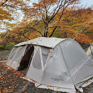 제드 리미티드 에디션 샴.페인골드색상