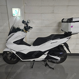 2024 pcx 125 abs 화이트 신차급 풀옵션