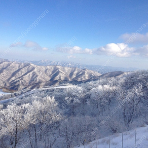 무주 덕유산 리조트 12월 31일 골드 양도합니다.