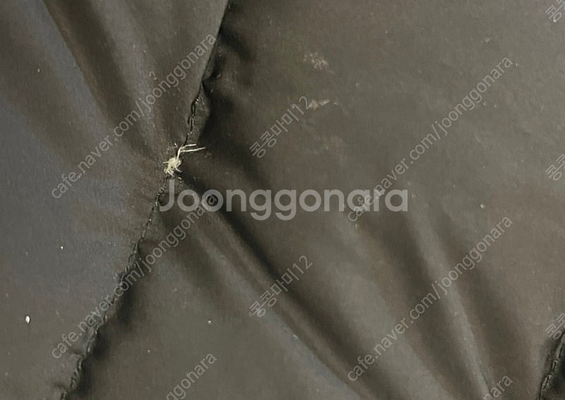 지컷 사가폭스 후드 패딩--1
