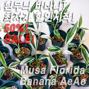 [할인시작] 무사 플로리다 흰무늬 바나나 Musa Florida Banana aeae Var