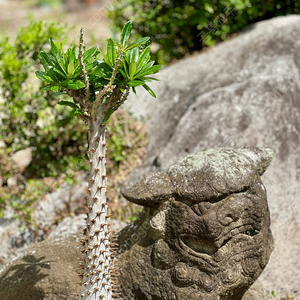 파키포디움 암본젠세 초대품 (Pachypodium Ambonsense)