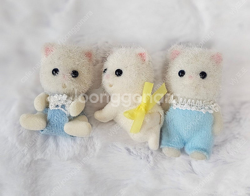 실바니안 파란눈 페르시안 고양이 아기--0