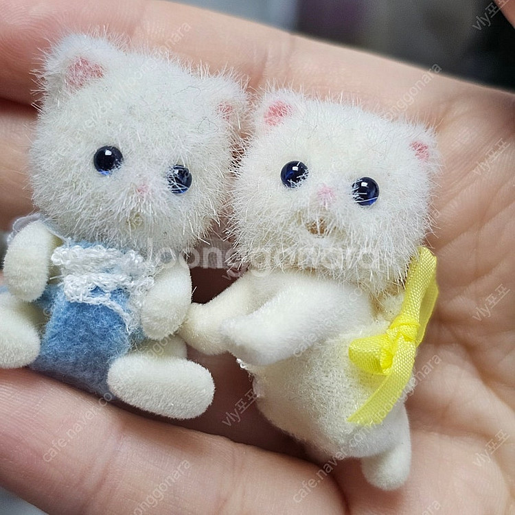 실바니안 파란눈 페르시안 고양이 아기--2