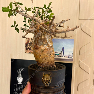 commiphora humbertii 코미포라 훔베르티 /caudex 코덱스 아프리카 식물