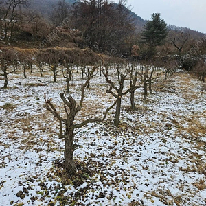 [충북 괴산군] 대추나무 12년생 판매 조경수 텃밭 주말농장 화목 장작