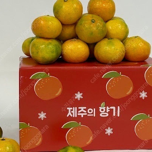 제주 산지 직송 감귤
